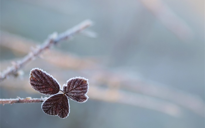 Листья, мороз, боке обои,s изображение
