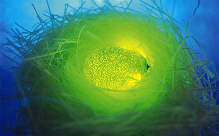 Свет фрукты, зеленый оранжевый в гнезде обои,s изображение