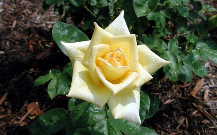 Светло-желтый цветок розы, роса обои,s изображение
