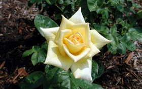 Светло-желтый цветок розы, роса