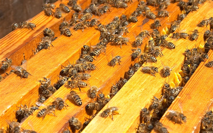 Много пчел, улей обои,s изображение