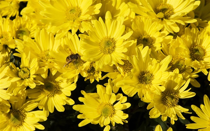 Многие желтая ромашка, пчела, насекомое обои,s изображение