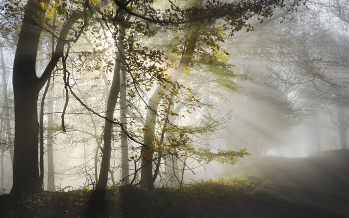 Утро, туман, деревья, солнечные лучи, осень обои,s изображение