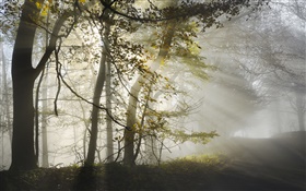 Утро, туман, деревья, солнечные лучи, осень HD обои
