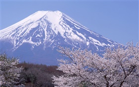 Гора Фудзи, Япония, весна, цветы вишни расцветает