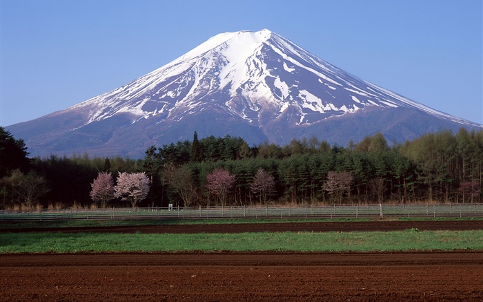Гора Фудзи, Япония, деревья, поле фермы обои,s изображение
