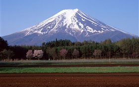 Гора Фудзи, Япония, деревья, поле фермы HD обои