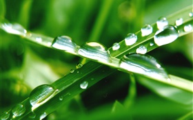 Природа макро, зеленая трава, листья, капли воды HD обои