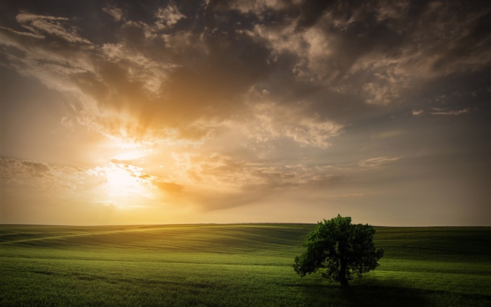 Природа поля весна дерево небо закат обои,s изображение