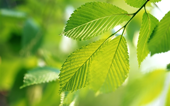 Природа, зеленые листья, боке обои,s изображение