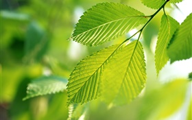 Природа, зеленые листья, боке HD обои