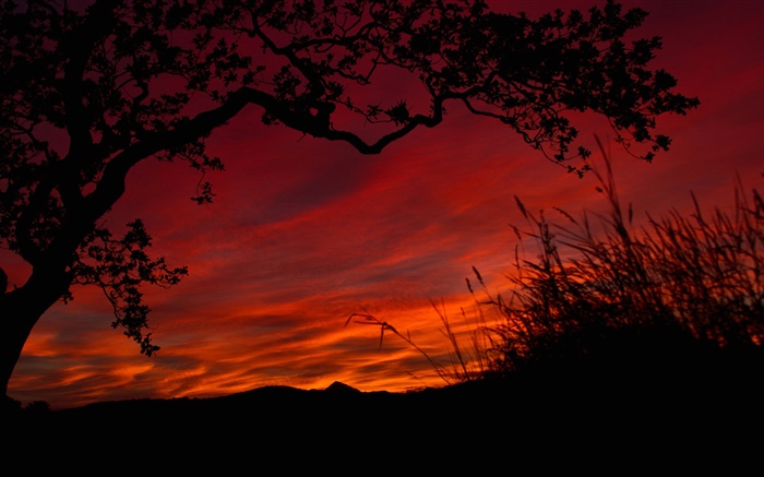 Ночь, красное небо, облака, деревья, трава, черный силуэт обои,s изображение