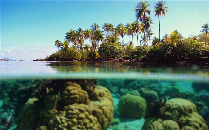 Океан, море, подводный, камни, пальмы, облака обои,s изображение