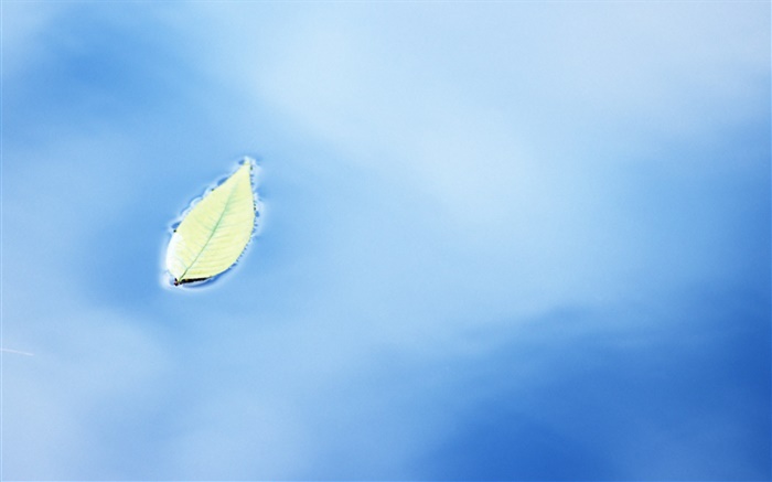 Один лист на поверхности воды обои,s изображение