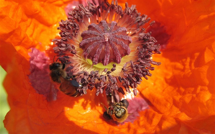 Оранжевый цветок, пестик, пчела обои,s изображение
