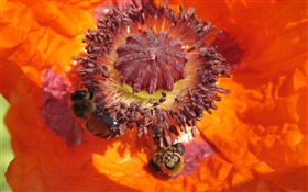 Оранжевый цветок, пестик, пчела HD обои