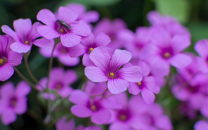 Oxalis, фиолетовые цветы, лепестки, макро фотографии обои,s изображение