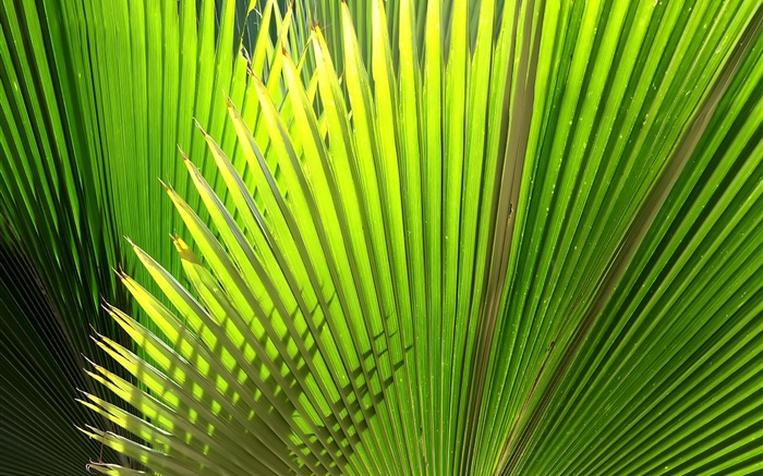Палм, веерообразные листья обои,s изображение