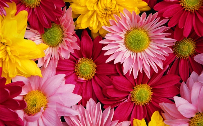 Розовые хризантемы, красочные обои,s изображение
