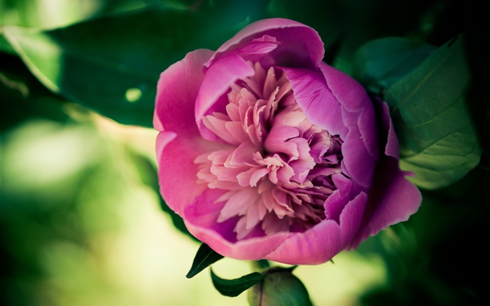 Розовый пион цветок крупным планом обои,s изображение