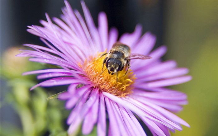 Розовые лепестки цветка, пчела, насекомое крупным планом обои,s изображение