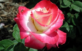 Розовые лепестки розы, цветок крупным планом, роса