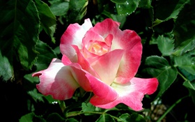 Розовые лепестки розы крупным планом, капли воды