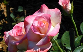 Розовые лепестки розы, цветы, весна HD обои
