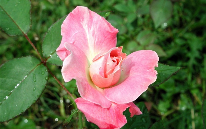 Розовая роза после дождя обои,s изображение