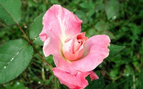 Розовая роза после дождя
