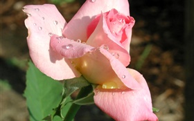 Розовая роза крупным планом цветок, роса