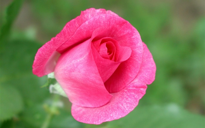 Розовая роза цветок крупным планом, зеленый фон обои,s изображение