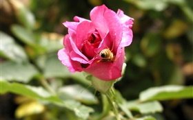 Розовые розы, роса, пчела