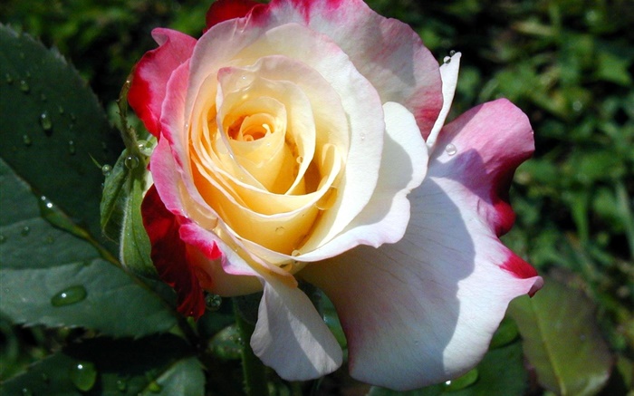Розовый желтый белый, лепестки розы, роса обои,s изображение