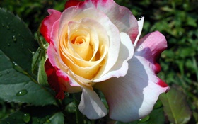 Розовый желтый белый, лепестки розы, роса HD обои