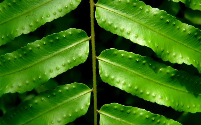 Растения зеленые листья крупным планом обои,s изображение