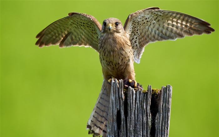 Хищник, сова, крылья, пень обои,s изображение