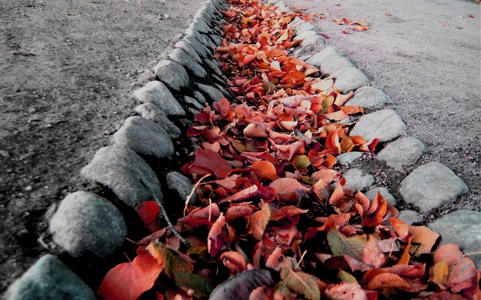 Красные листья, земля, осень обои,s изображение