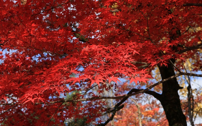 Красные листья, клен, красивый осенний обои,s изображение