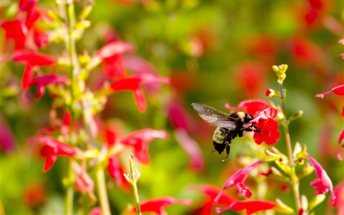 Красные цветы, маленькие пчелы насекомое обои,s изображение