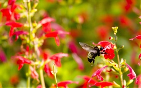 Красные цветы, маленькие пчелы насекомое HD обои