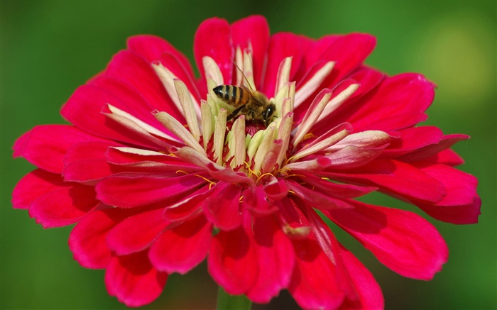 Красные лепестки цветка, пчела, зеленый фон обои,s изображение