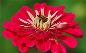 Красные лепестки цветка, пчела, зеленый фон