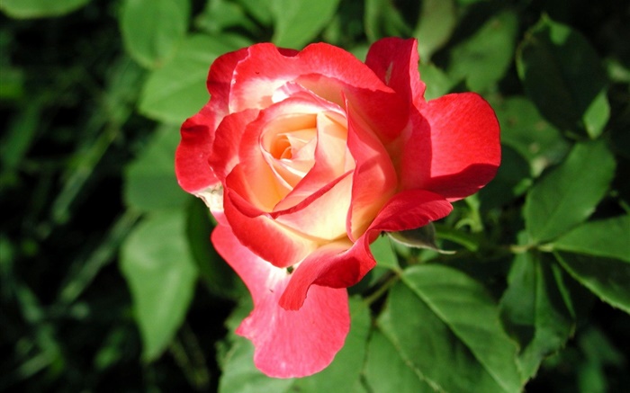 Красная роза цветок крупным планом, листья обои,s изображение