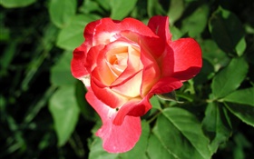 Красная роза цветок крупным планом, листья HD обои