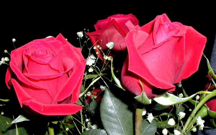 Красная роза цветы, букет обои,s изображение