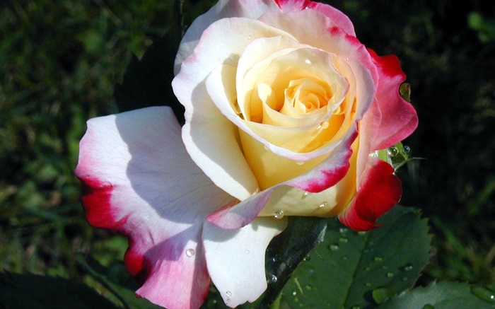 Роза цветок крупным планом, три цвета лепестки, роса обои,s изображение