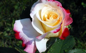 Роза цветок крупным планом, три цвета лепестки, роса