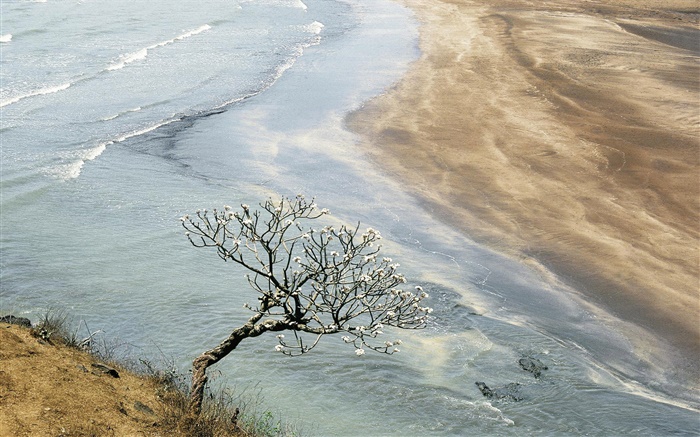 Море, пляж, побережье, дерево обои,s изображение