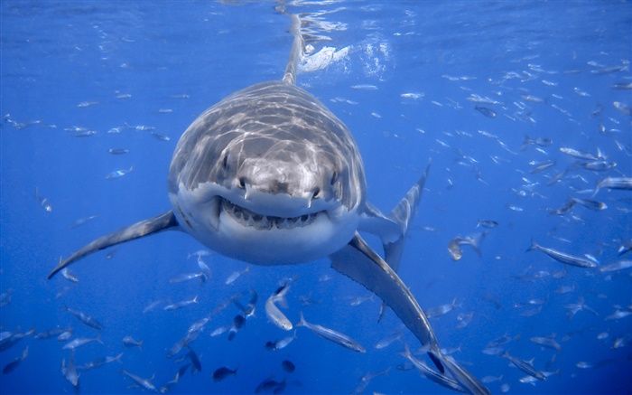 Акула, синее море, вода обои,s изображение